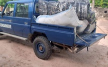 Lutte anti-drogue : Saisie de 245 kg de chanvre indien par la gendarmerie de Thionck-Essyl