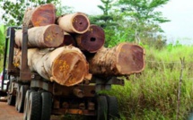UN CONVOI DE BOIS EN PARTANCE POUR LA GAMBIE INTERCEPTÉ À MÉDINA-MARY