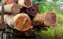 Lutte contre la coupe illicite de bois: Deux individus arrêtés à Goudomp