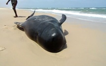 Rufisque: Une baleine blessée s'échoue sur la plage et...