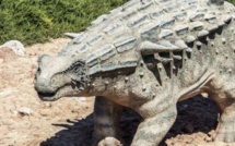 Maroc : découverte d'un fossile d'ankylosaure vieux de 168 millions d'années