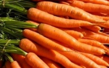 Surproduction, mévente : 8 milliards de FCfa de perte dans la filière carotte