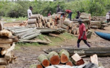Trafic illicite de bois en Casamance: Une dizaine de fromagers abattus, 8 coupeurs arrêtés