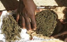 Kaolack - Trafic de drogue / Focus sur le réseau de Thioffack : Une quinzaine de revendeurs, plus de 10 épis et une famille entière qui gère le business.