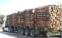 Trafic illégal de bois : 30 milliards perdus chaque année (MLD)