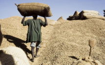 Arachide – Mauvaise campagne de commercialisation : La Sonacos indexée
