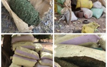 Casamance : l’armée a saisi plusieurs tonnes de chanvre indien dans des bases rebelles conquises récemment