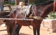 Insolite à Kaël: La gendarmerie alpague le larron Souka Ka qui avait soustrait le cheval d'un voleur