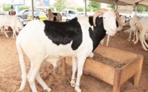 Tabaski 2022 : 810 mille têtes de moutons attendus sur le marché