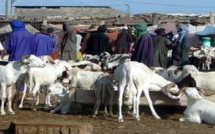 Opération Tabaski et espaces de vente de moutons : entre anarchie, poubelle à ciel ouvert et insécurité…