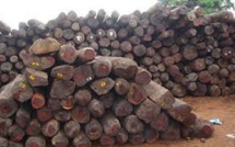 La Gambie annonce la suspension de l'exportation de bois, sur fond d'accusations de trafic