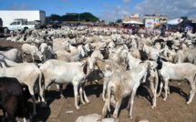 Meurtre à Pikine: Un soudeur métallique tue un vendeur de moutons
