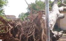 Keur Saloum Diané: Une adolescente tuée par la chute d'une branche d'arbre