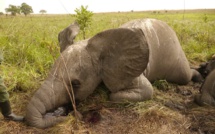 Saly / Criminalité Faunique : Un présumé dealer malien tombe avec 19 bijoux en ivoire d'éléphant.