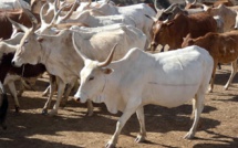 Dakar-Plateau: Les populations privées de bœufs de Tamkharit