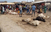 Fait mystique dans la commune de Kaolack : Une dizaine de bœufs égorgée dans la rue par un étranger qui lisait un livre mystique avant de passer à l'acte.