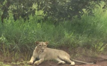 Urgent/ Saraya: un lion égaré hante le sommeil des populations de l'axe Bambou-Sabodala