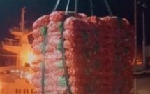 Grand Magal: 5000 tonnes d’oignons convoyées en renfort à Touba