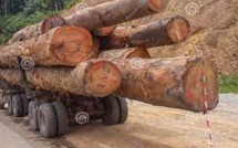 KÉDOUGOU : 356 TRONCS D’ARBRE SAISIS CE WEEK-END (IREF)