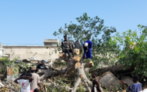 Kaolack : La chute d’un baobab fait une vingtaine de blessés
