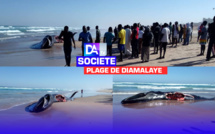 Plage de Diamalaye : Une baleine a échoué au large des côtes de la Cité