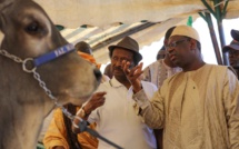 Tamba: Arrivée du Président de la Répulique, Macky Sall à la cérémonie de la journée de l'élevage