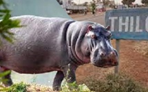 Matam : L'hippopotame abattu par les gendarmes semait la panique à Thilogne