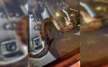 Amiens : L’automobiliste ivre jette un serpent sur les policiers pour échapper à un contrôle