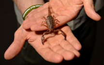 Nantes: un scorpion pique un passager dans un avion en provenance du Sénégal