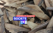 Criminalité faunique : La Douane saisit 11 colis d’ailerons d’une valeur de près de 200 millions FCFA
