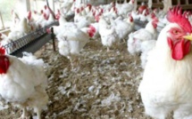 Pénurie de poulets à Dakar
