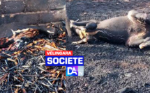 Vélingara : Saré Sawady complètement ravagé par un violent incendie...