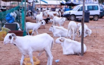 Un excédent de 20.000 moutons à 12 jours de la Tabaski (Premier ministre )