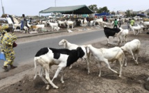 TABASKI – Le nombre de moutons invendus culmine à plus de 35 000 têtes