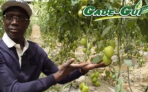 Parcours, projets, agrobusiness et création d'emplois : Le nouveau ministre de l'agriculture et de l'élevage, Mabouba Diagne se dévoile