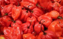 Le piment : un nouvel aliment anti-cholestérol ?