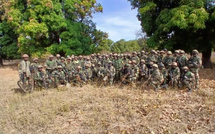 Kolda : l’Armée détruit plusieurs hectares de champs de chanvre indien