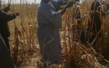 Samuel Sarr dans les champs de son guide spirituel...