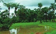 Mystère à Saré Dansa - Un corps sans vie retrouvé en forêt 