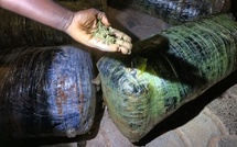 Saisie de 125 Kgs de chanvre indien à Popenguine- Les dealers ploufent dans le grand bleu à l'arrivée des gendarmes 