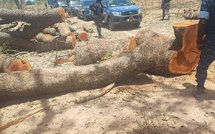 Opération forêt propre : 6 arrestations et des centaines de troncs saisis à Kolda