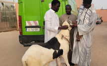 Tabaski 2025: Ousmane Sonko offre un mouton à Serigne Mountakha Mbacké