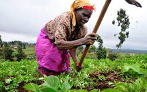 Sommet ONU de Séville: «L’agriculture a été le maillon faible des investissements» en Afrique