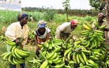 Le gel des bananes importées : Un énorme gâchis économique et alimentaire Le gel des bananes importées : Un énorme gâchis économique et alimentaire