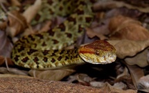 Bignona : Une élève du lycée de Badiouré succombe à une morsure de serpent