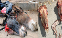 Un individu arrêté pour abattage clandestin... d'âne Un individu arrêté pour abattage clandestin... d'âne