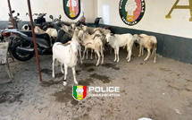 Parcelles Assainies : un individu arrêté pour vol de 15 moutons