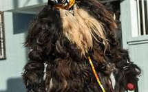 Dagana en deuil : un “faux lion” trouve la mort en plein spectacle après une chute tragique