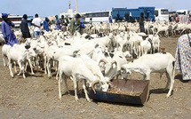 Préparatifs de la Tabaski à Dakar: L’effervescence dans les marchés cache des ventes encore timides