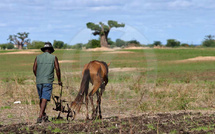 Campagne agricole : le spectre du retard des intrants refait surface